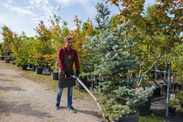 How Our Tree Care Process Works  in  Pipestone, MN