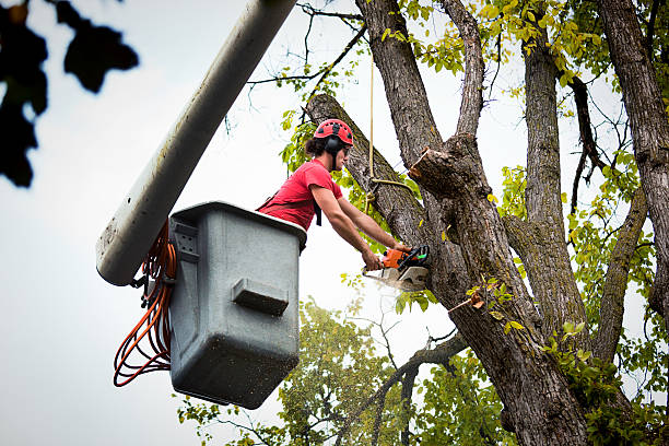 Best Seasonal Cleanup (Spring/Fall)  in Pipestone, MN