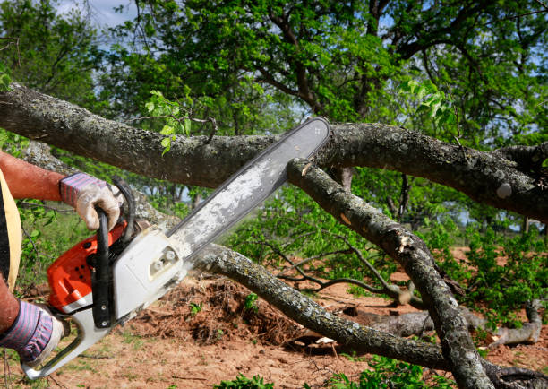 Best Tree Risk Assessment  in Pipestone, MN